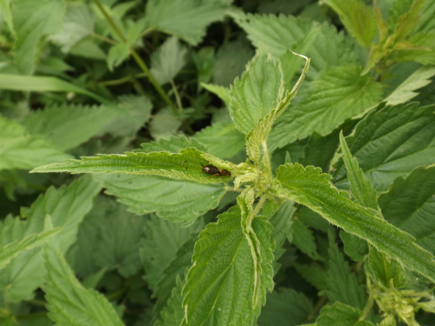 Forficula auricularia - közönséges fülbemászó