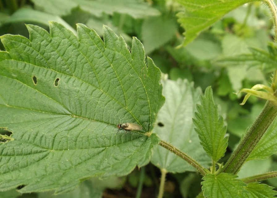 Lauxaniidae - pudvalegyek