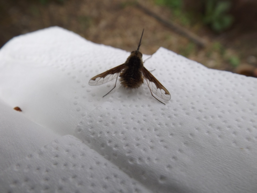 Bombylius major - szegélyes pöszörlégy