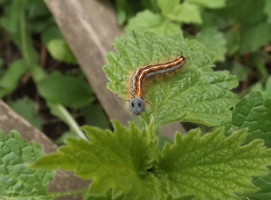 Malacosoma neustria - gyűrűsszövő
