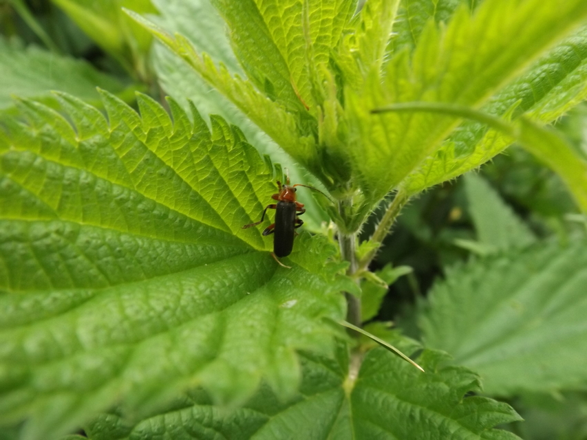 Cantharis livida - mezei lágybogár