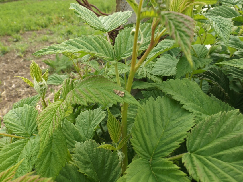Celypha lacunana - vízparti tükrösmoly