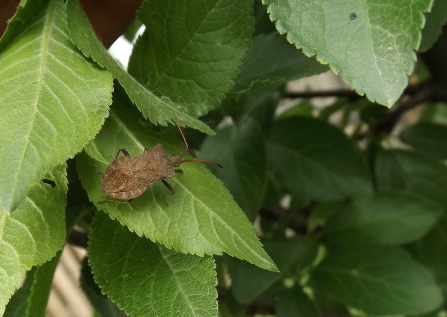 Coreus marginatus - közönséges karimáspoloska