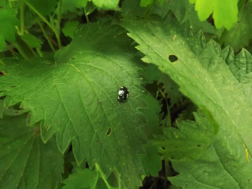 Tritomegas sexmaculatus - hatfoltos földipoloska