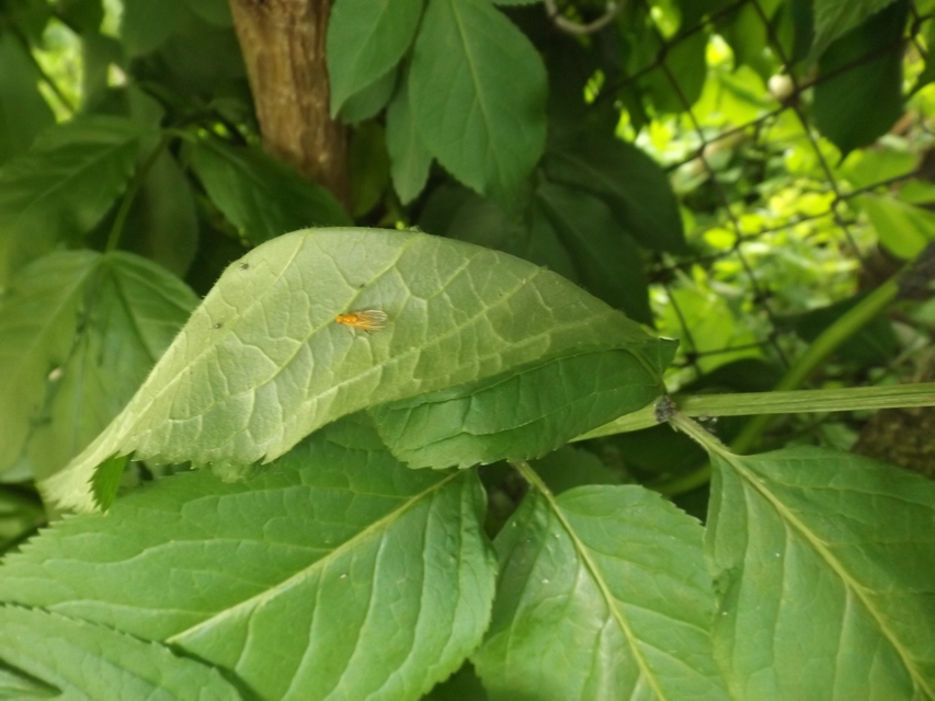 Lauxaniidae - pudvalegyek
