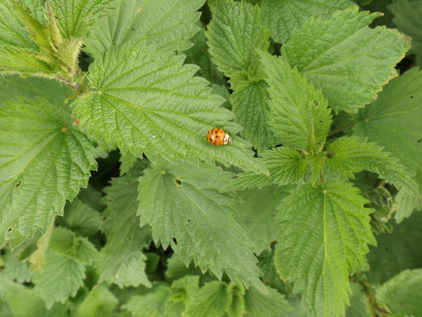 Harmonia quadripunctata - négypettyes katica