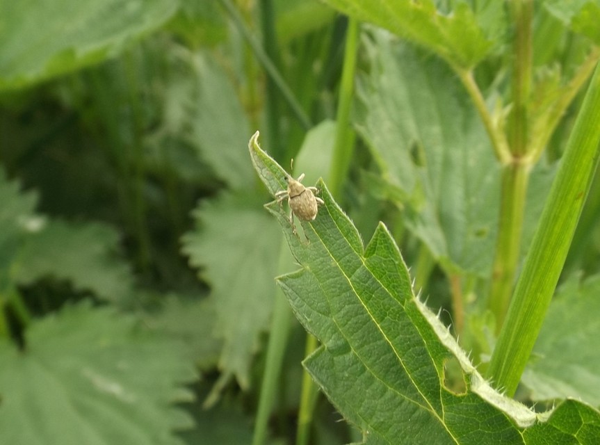 Parethelcus pollinarius - csalánporzó ormányos