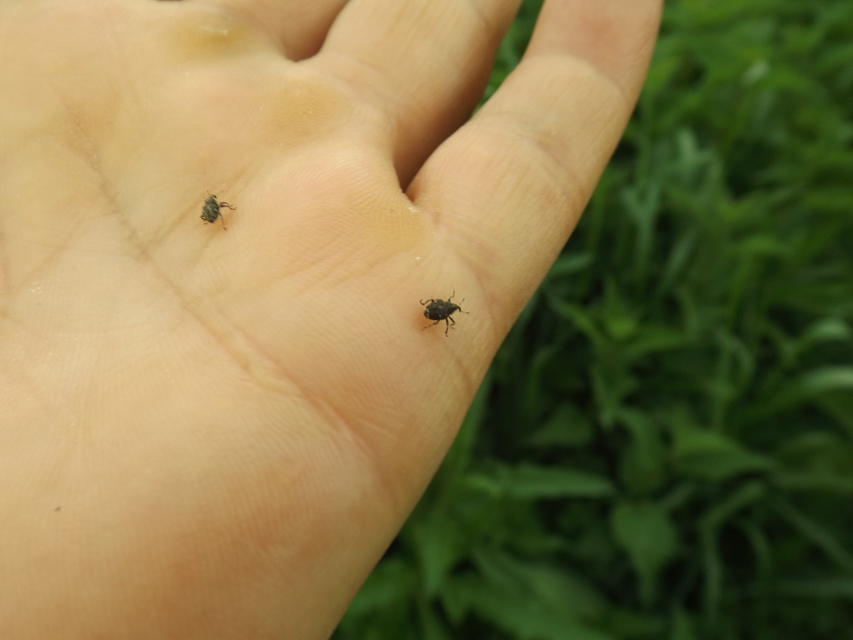 Nedyus quadrimaculatus - közönséges csalánormányos