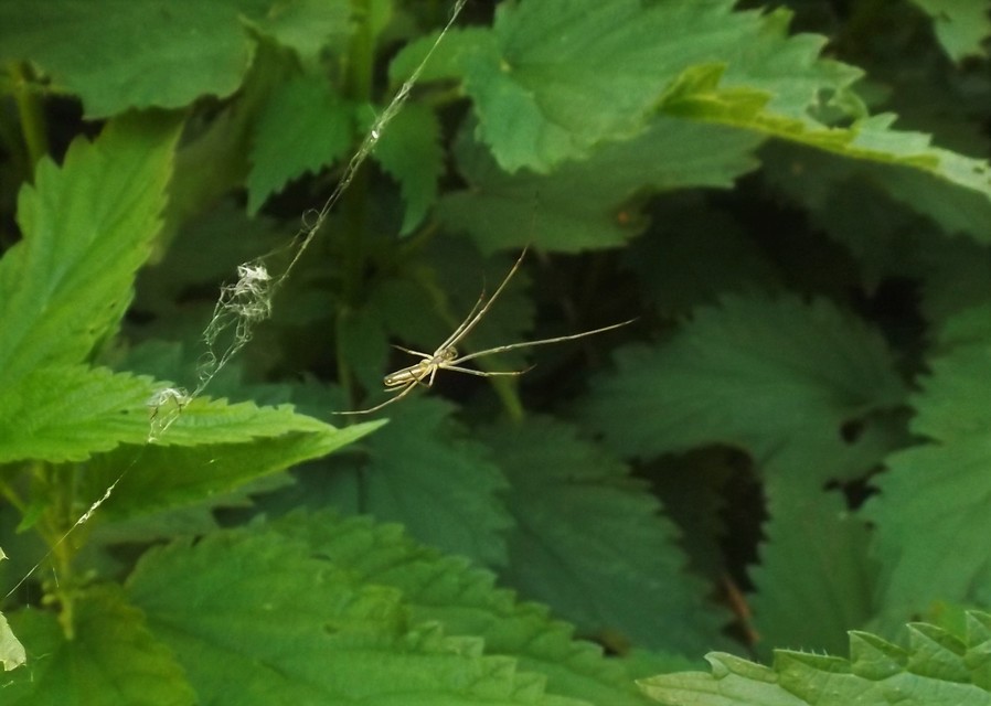 Tetragnatha