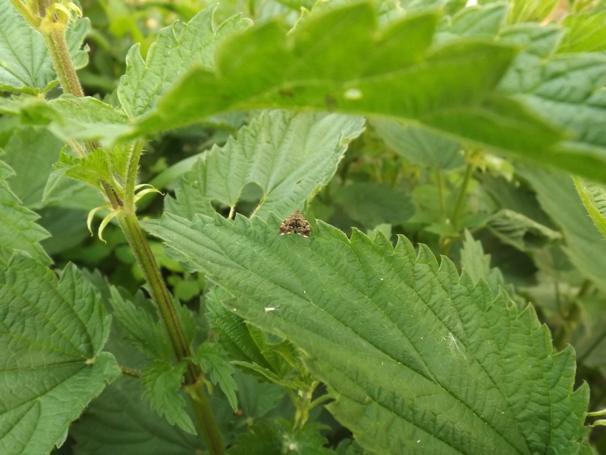 Anthophila fabriciana - lápréti levélmoly