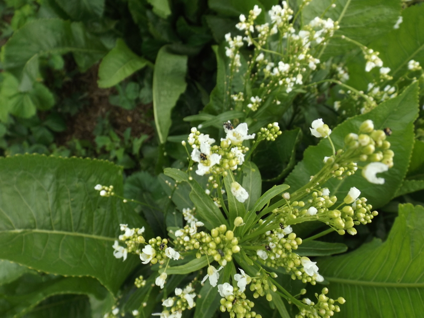 Anthrenus scrophulariae - nagy múzeumbogár
