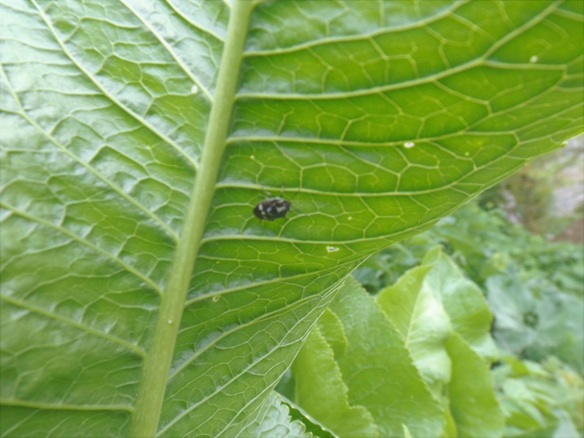 Eurydema oleracea - paréjpoloska Eurydema oleracea - paréjpoloska