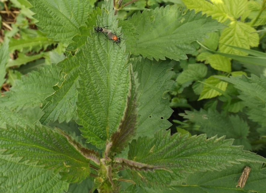 Bibionidae - bársonylegyek
