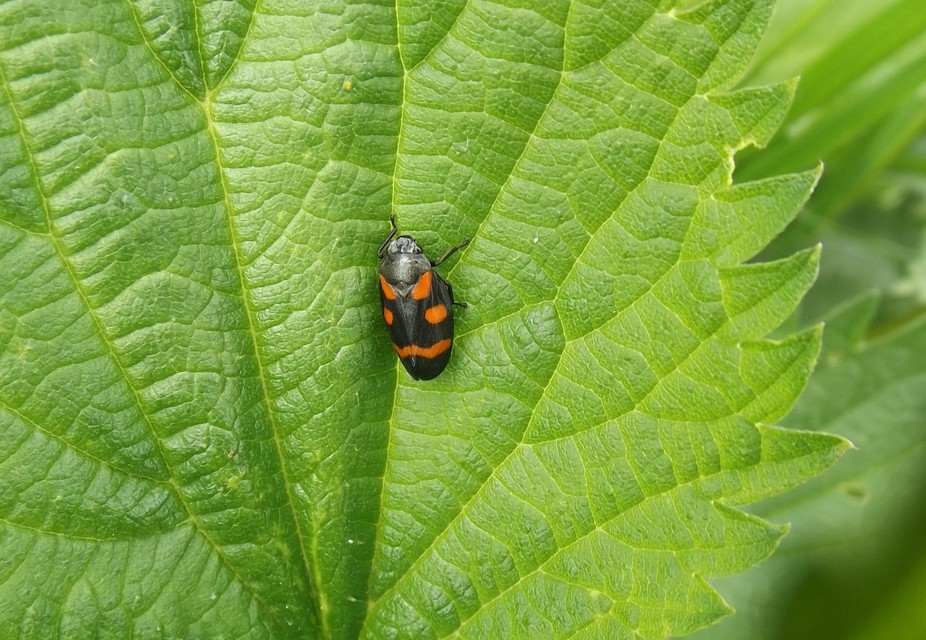 Cercopis