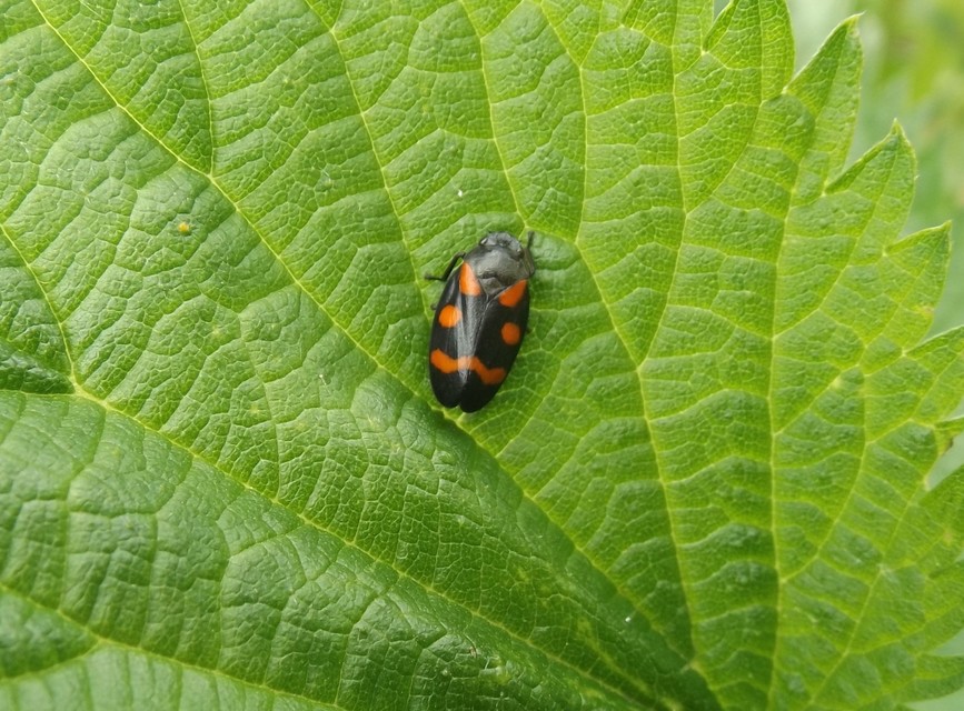 Cercopis