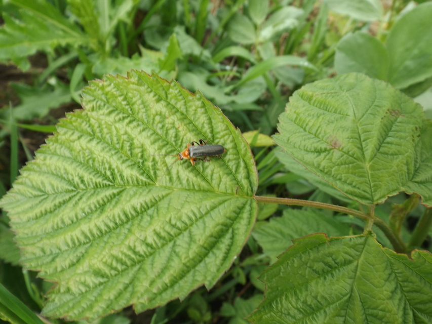 Cantharis