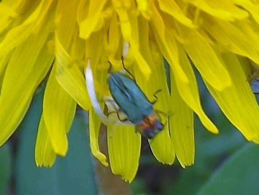 Anthaxia signaticollis - keleti virágdíszbogár
