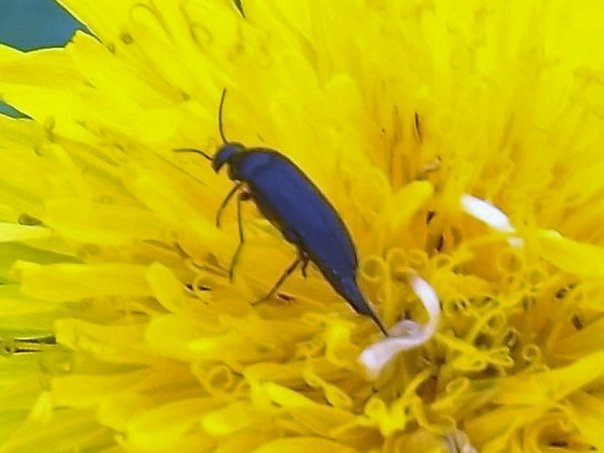 Mordellidae - marókafélék