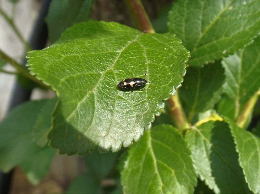 Glischrochilus quadrisignatus - amerikai fénybogár Glischrochilus quadrisignatus - amerikai fénybogár