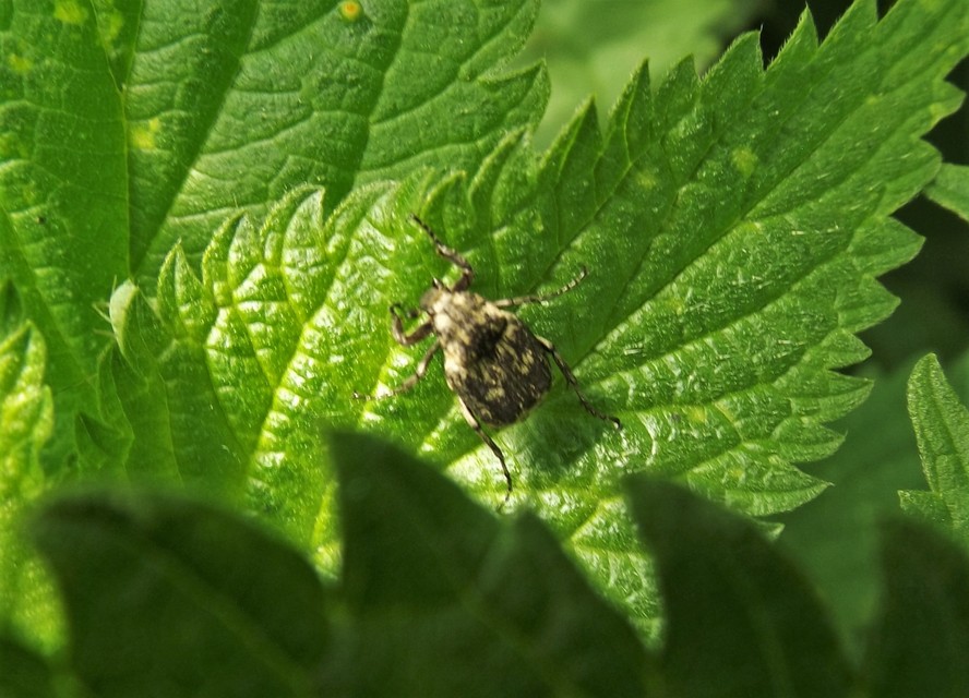 Valgus hemipterus - suta virágbogár