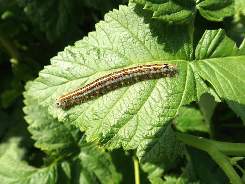 Malacosoma neustria - gyűrűsszövő