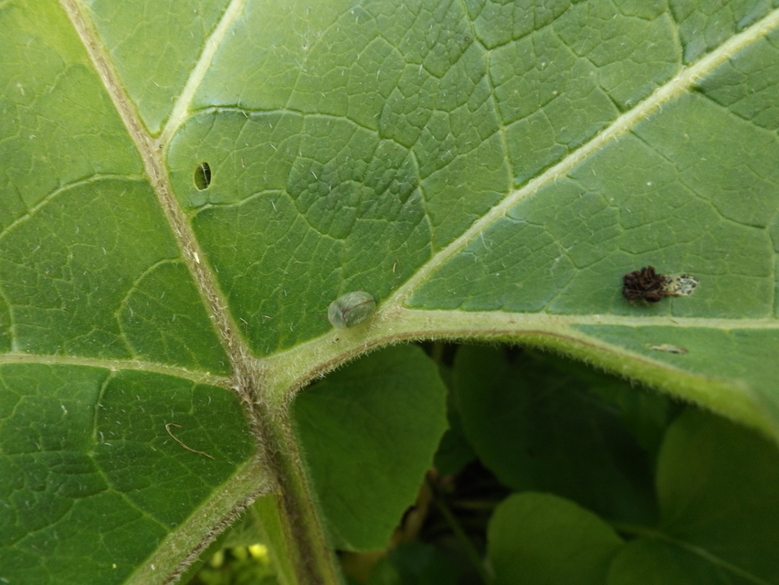 Cassida Cassida