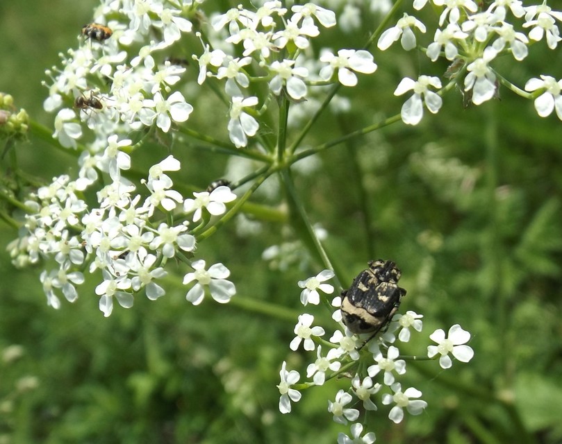 Valgus hemipterus - suta virágbogár