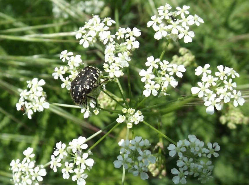 Oxythyrea funesta - sokpettyes virágbogár