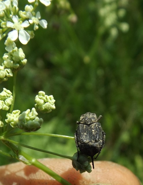 Valgus hemipterus - suta virágbogár