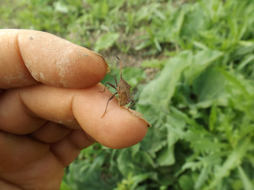 Coreus marginatus - közönséges karimáspoloska
