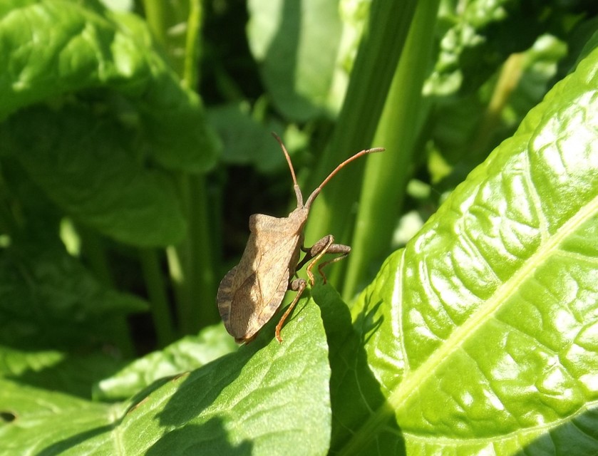 Coreus marginatus - közönséges karimáspoloska