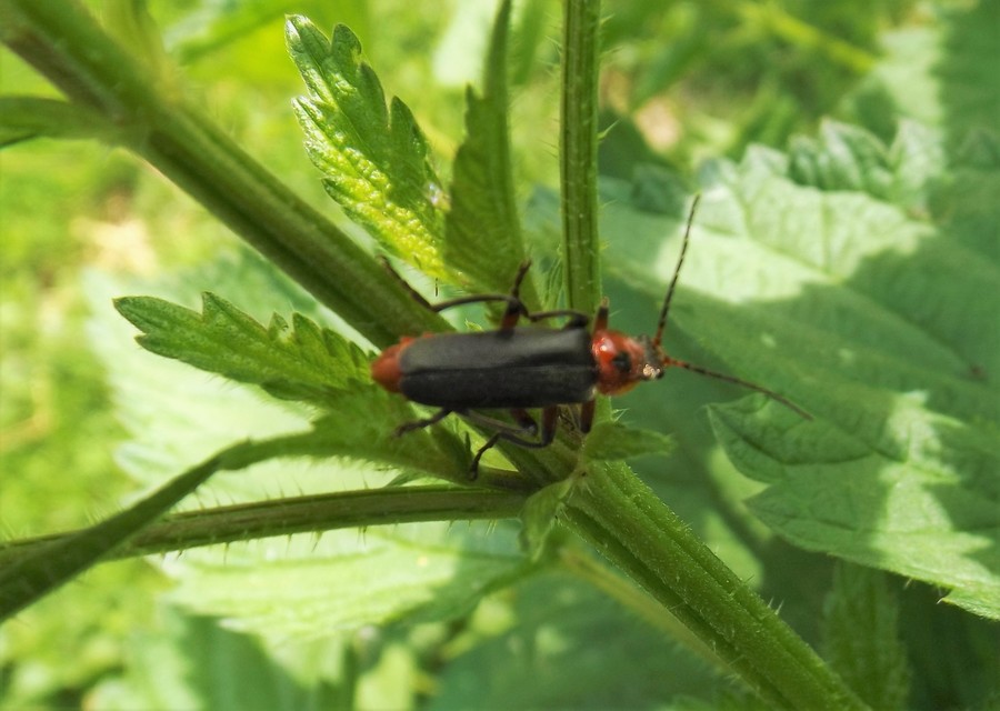 Cantharis rustica - suszterbogár