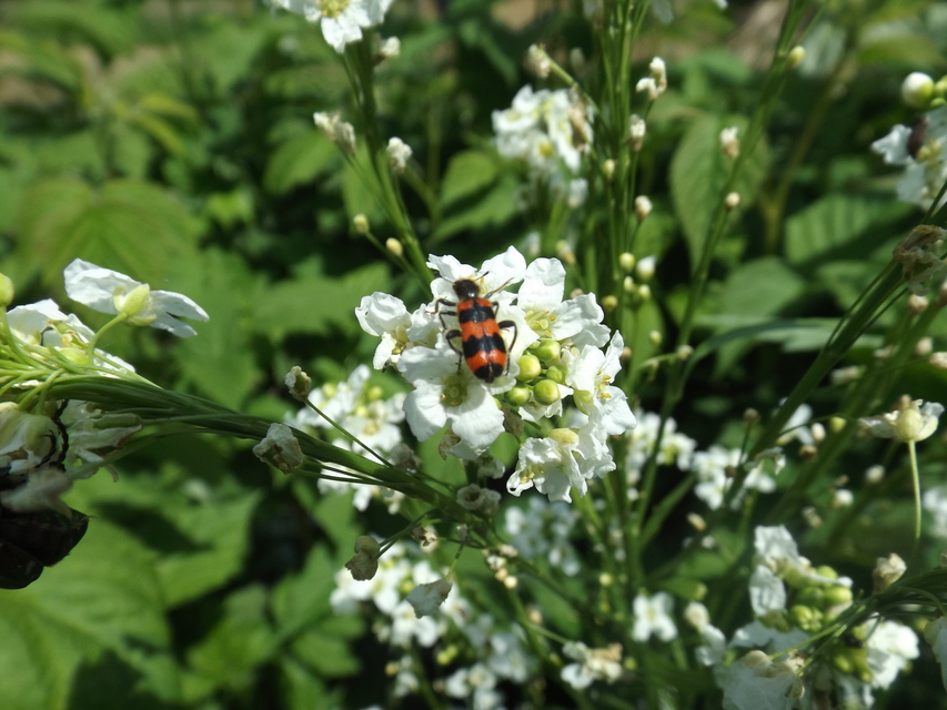 Trichodes apiarius - szalagos méhészbogár