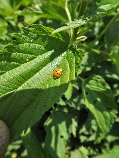 Harmonia quadripunctata - négypettyes katica