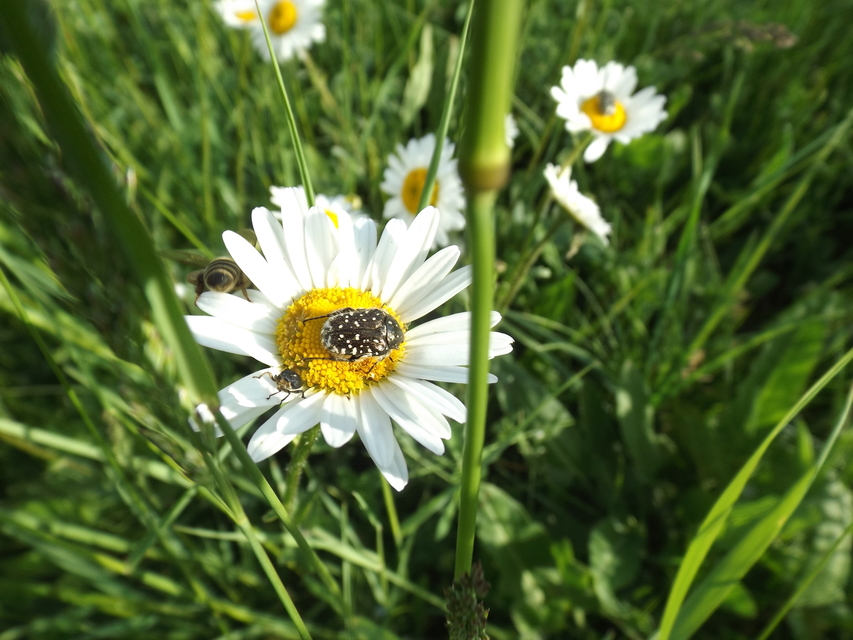 Oxythyrea funesta - sokpettyes virágbogár
