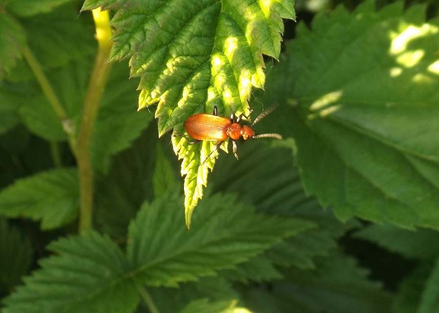 Pyrochroa serraticornis - közép-bíborbogár