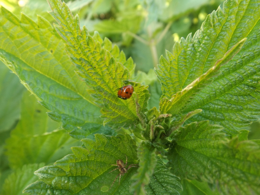 Hippodamia variegata - tizenhárompettyes katica