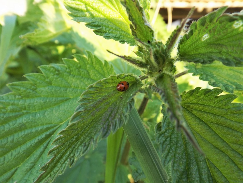 Hippodamia variegata - tizenhárompettyes katica