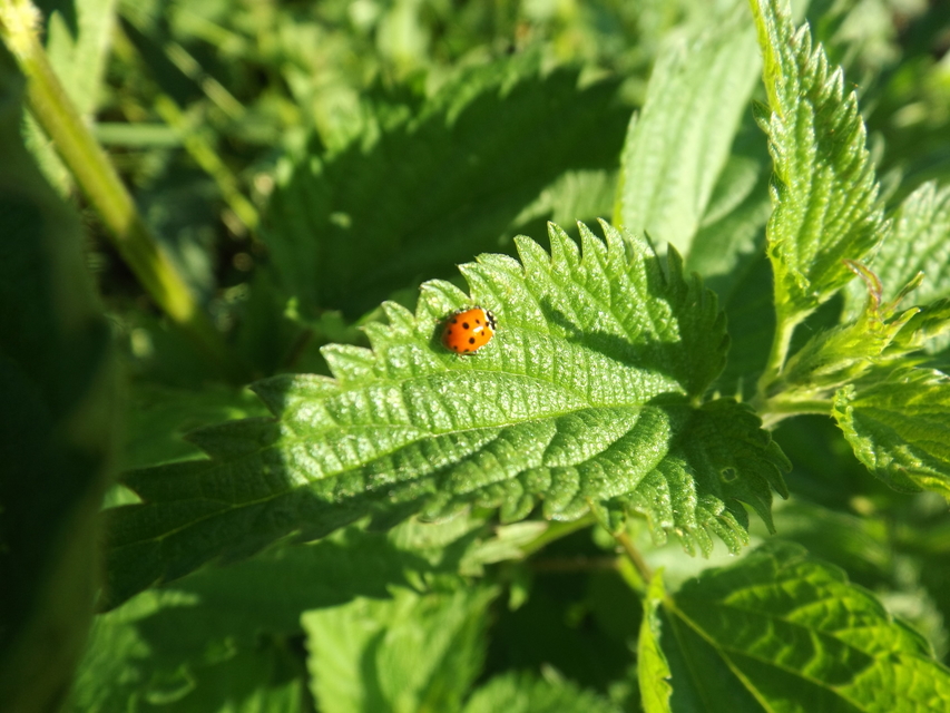 Hippodamia variegata - tizenhárompettyes katica