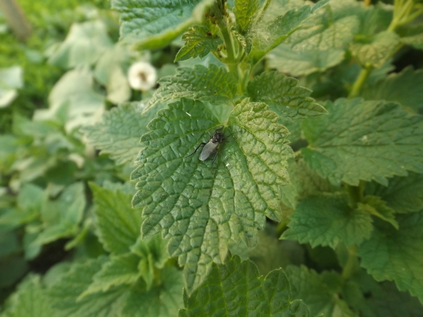 Bibionidae - bársonylegyek