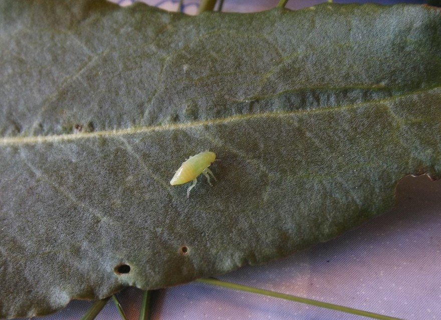 Cicadellidae - mezeikabócák