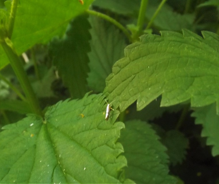 Argyresthia