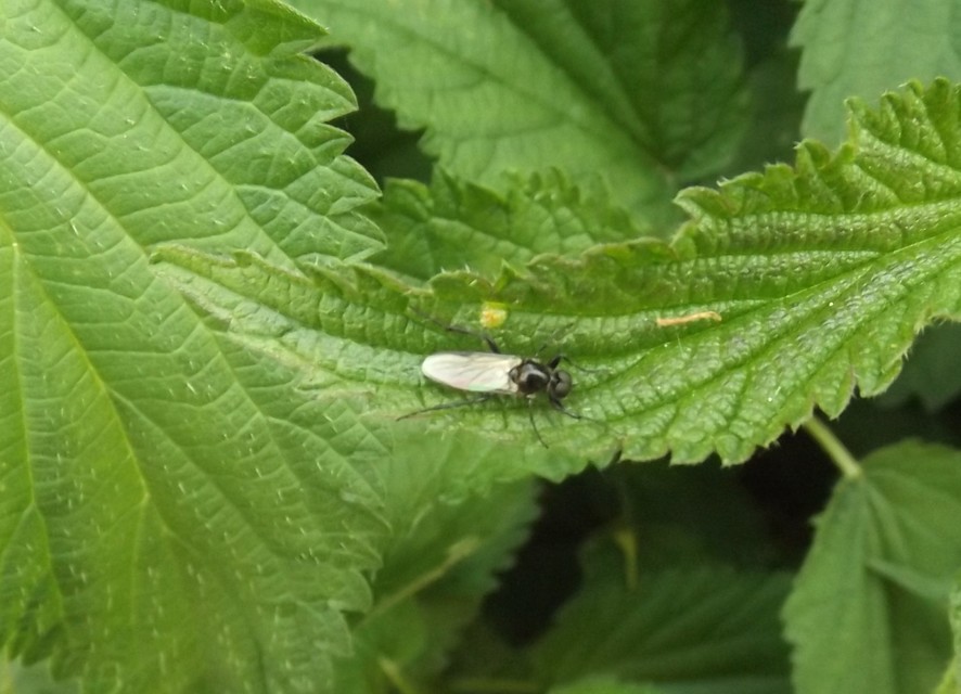 Bibionidae - bársonylegyek