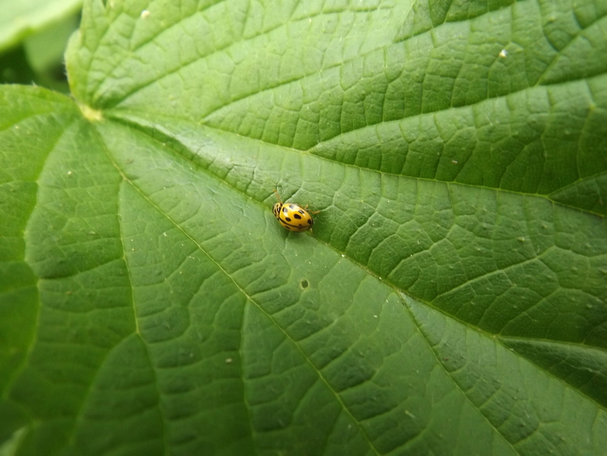 Propylea quatuordecimpunctata - tizennégypettyes füsskata