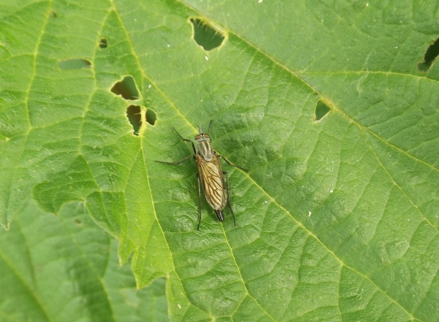 Thereva rustica