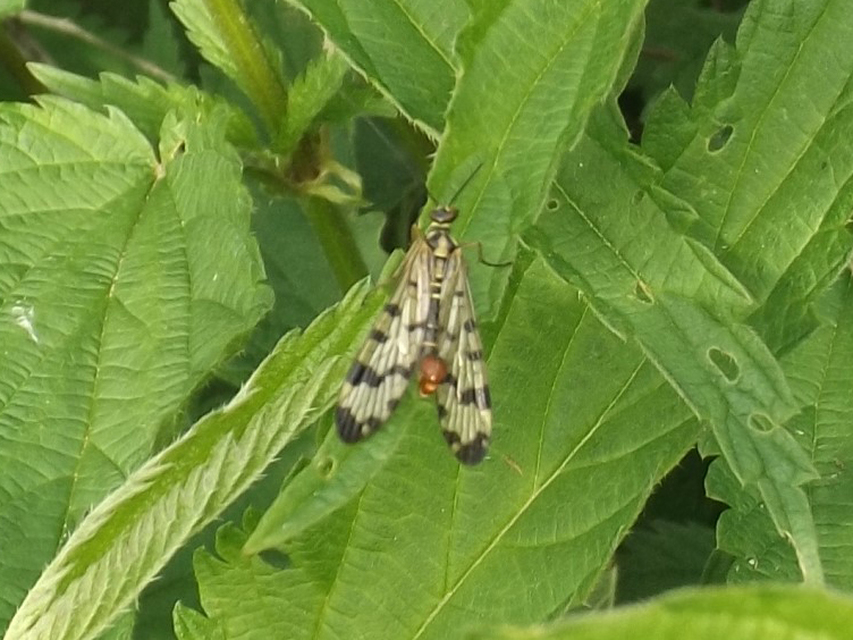 Panorpa vulgaris