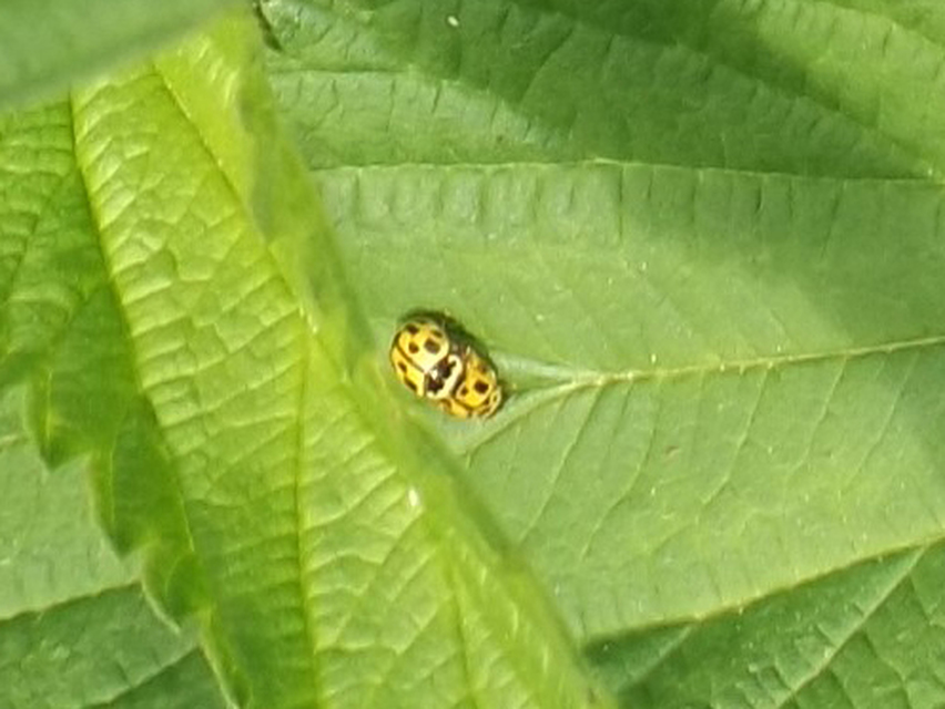 Propylea quatuordecimpunctata - tizennégypettyes füsskata