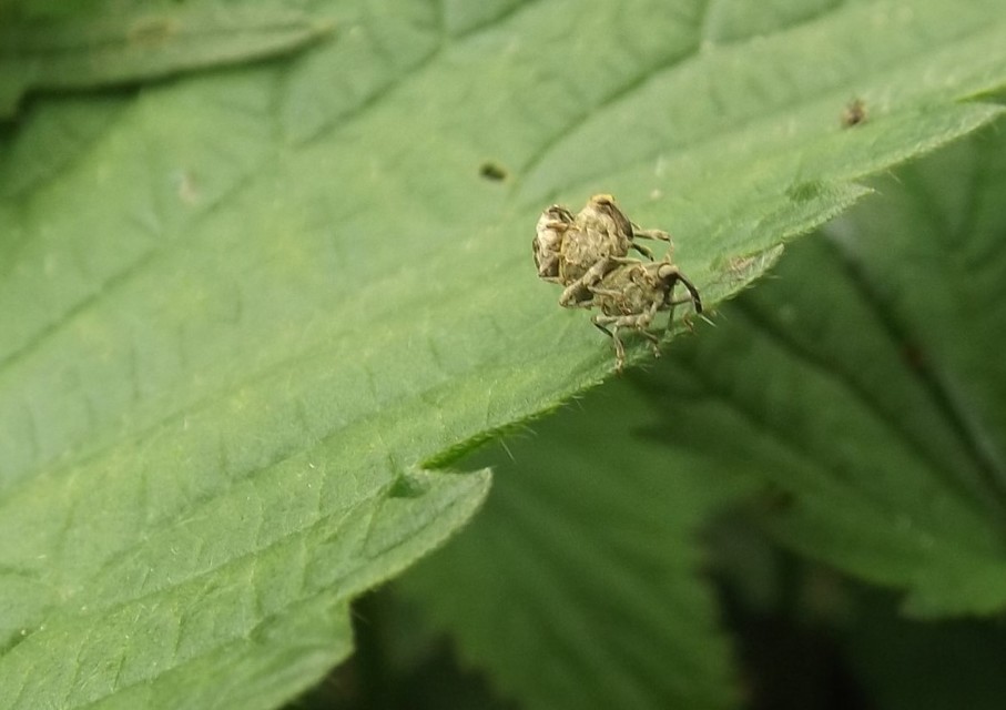 Parethelcus pollinarius - csalánporzó ormányos