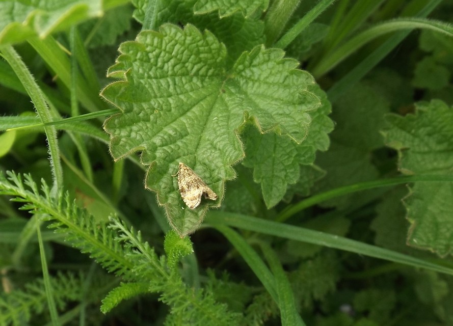 Celypha lacunana - vízparti tükrösmoly