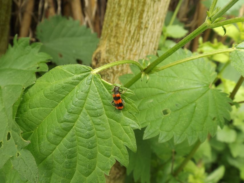 Trichodes apiarius - szalagos méhészbogár